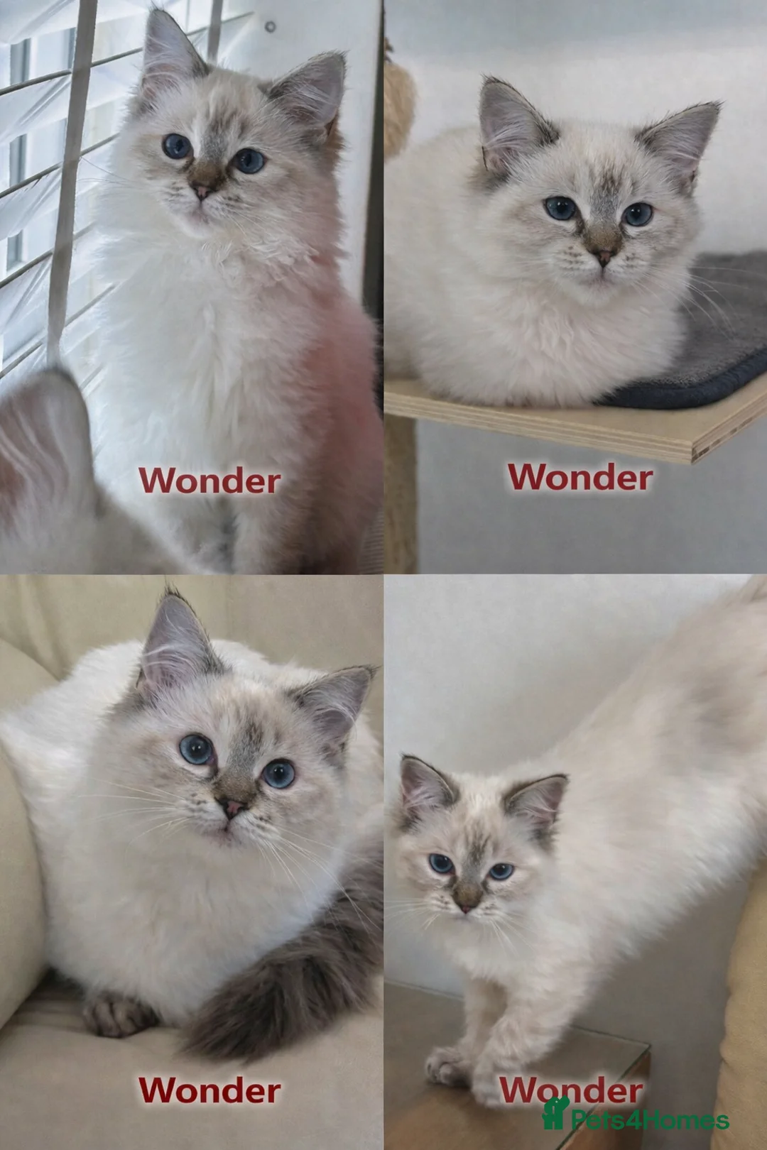 Ragdoll cats for sale: GCCF registered lynx girls ready - Advert 5