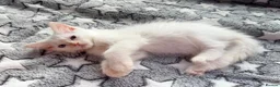 Ragdoll cats for sale: 5 Fluffy PureBred Ragdolls  - Advert 9
