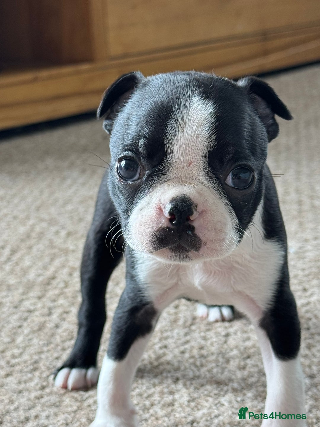 Boston Terrier dogs for sale: Gorgeous KC Boston Terrier Pups for Loving Homes - Image 4