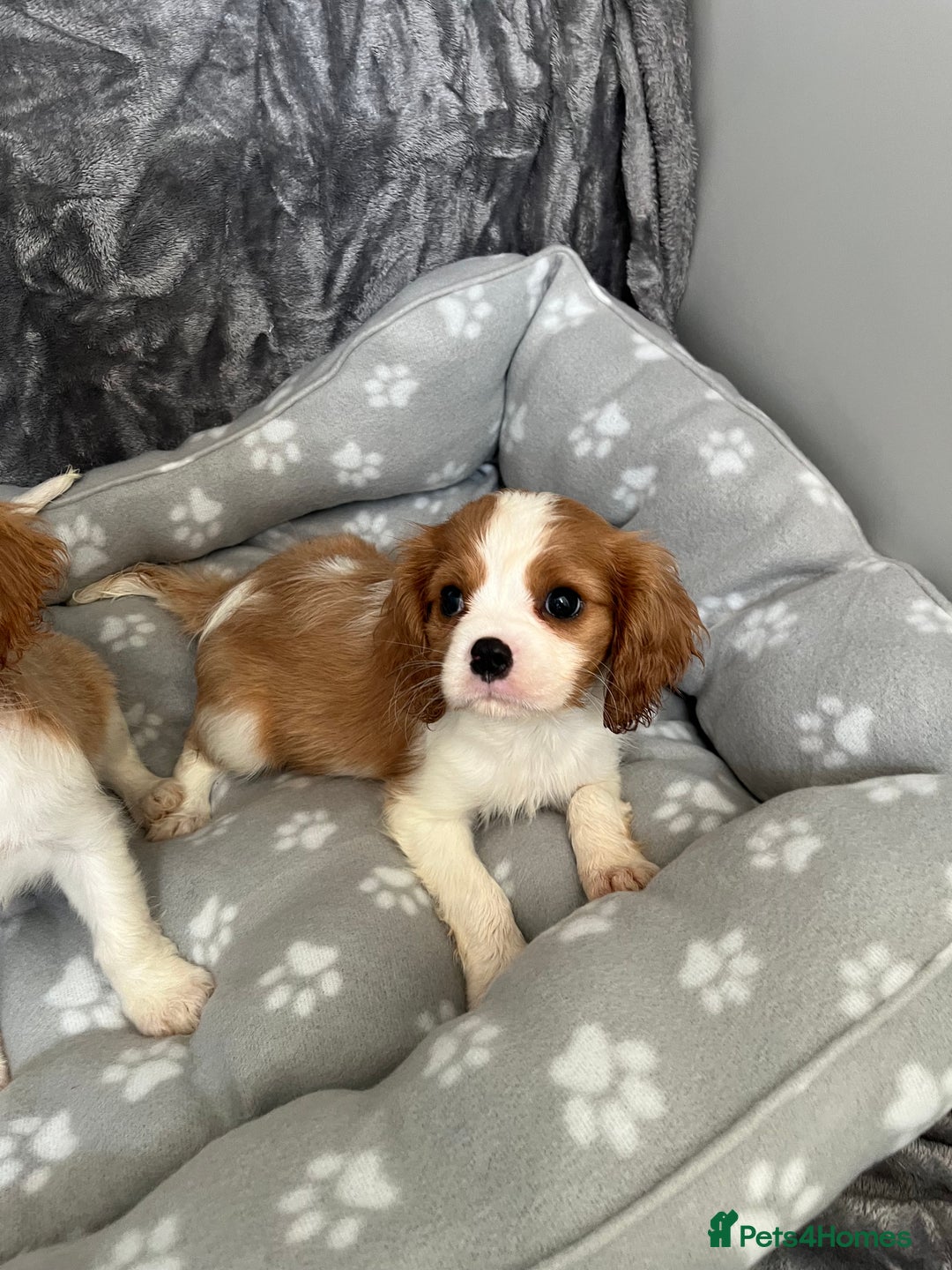 Cavalier King Charles Spaniel dogs for sale: Health tested stunning puppies - Advert 4
