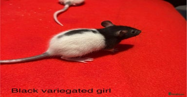 Rat rodents - Advert 8