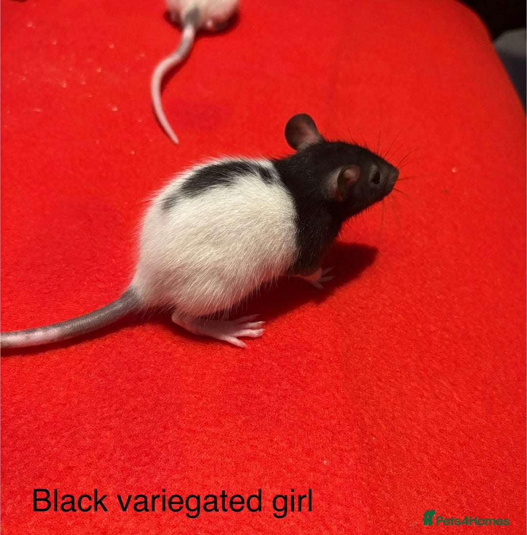 Rat rodents for sale: Baby hooded/variegated/dumbo fancy rats 🩶 - Image 9