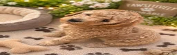 Labradoodle dogs for sale: Multi generation miniature Labradoodle - Advert 34
