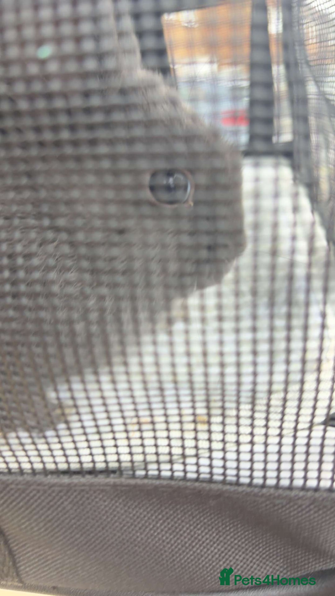 Lionhead rabbits for sale: Lion head rabbit grey bule eyes  - Advert 3