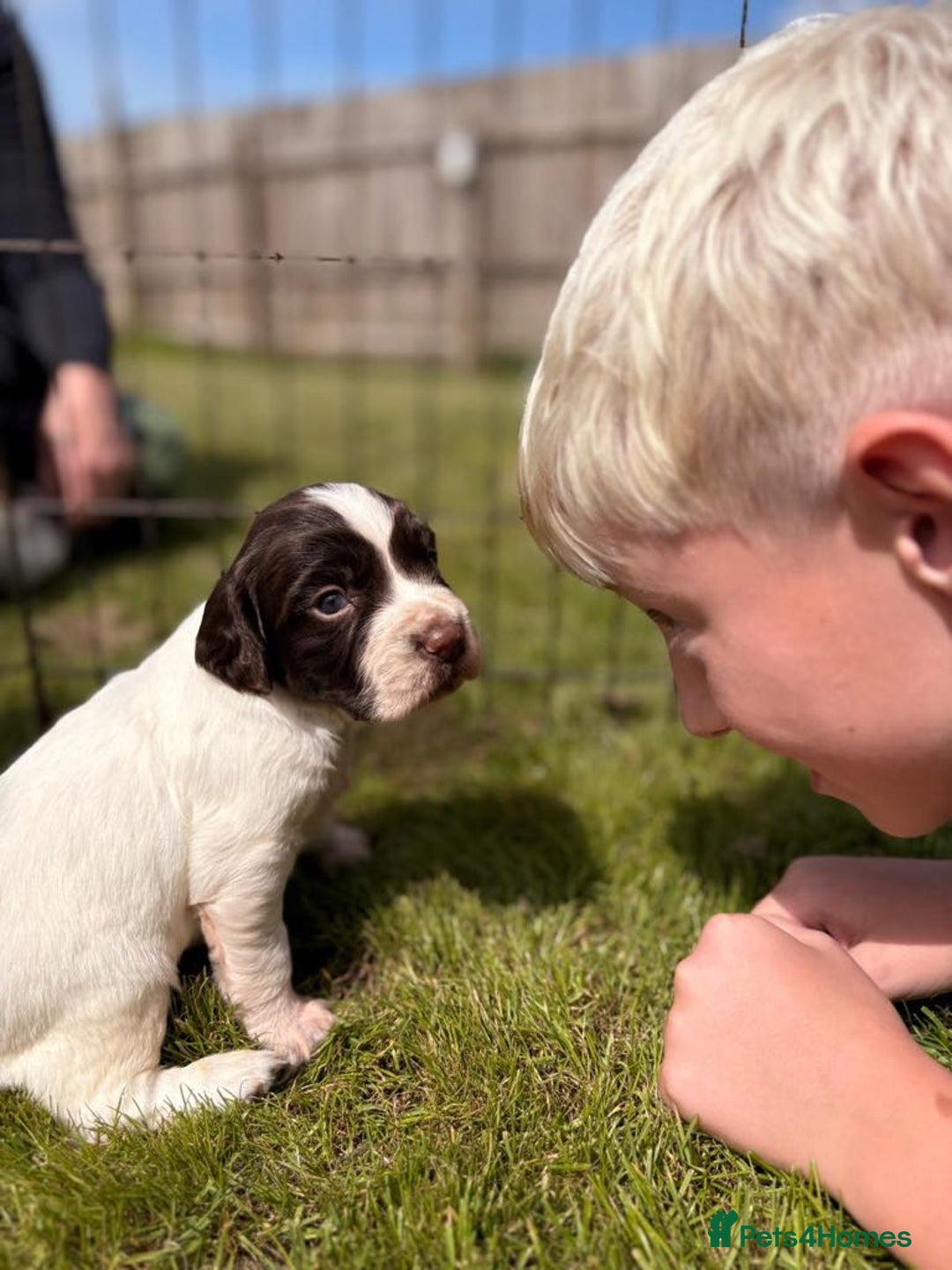 English Springer Spaniel dogs for sale: Springer spaniel puppies for sale  - Image 20