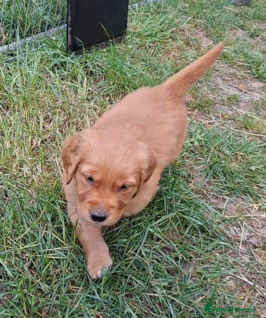 Golden Retriever dogs for sale: KC registered golden retriever pups  - Advert 3