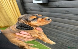Cocker Spaniel dogs for sale: Show cocker spaniels  - Image 16