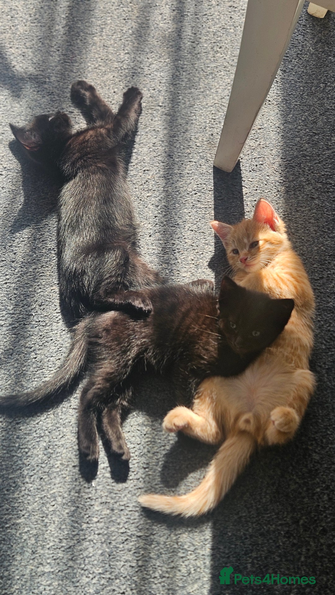 Domestic Shorthair cats for sale: Beautiful Family Friendly Tabby's - Image 9