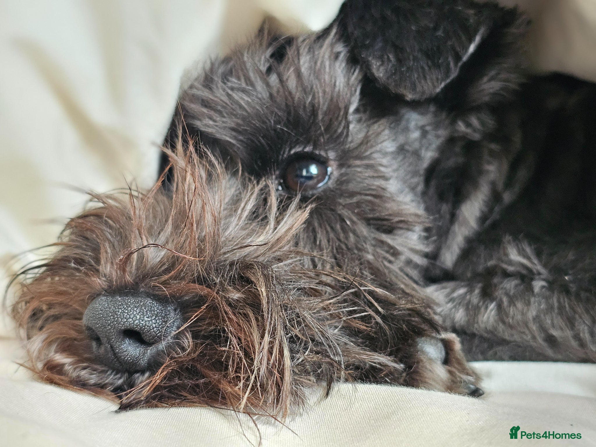Miniature Schnauzer dogs Waiting list for KC reg Miniature Schnauzer pups   - Advert 2