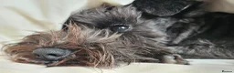 Miniature Schnauzer dogs for sale: Waiting list for KC reg Miniature Schnauzer pups   - Advert 1