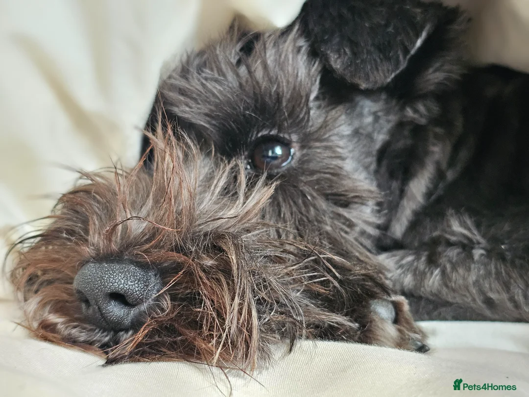 Miniature Schnauzer dogs for sale: Waiting list for KC reg Miniature Schnauzer pups   - Advert 1