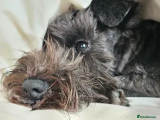 Miniature Schnauzer dogs Waiting list for KC reg Miniature Schnauzer pups - Advert 1