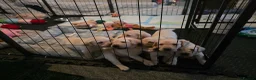 Labrador Retriever dogs for sale: 3 Beautiful Labs for sale 2x Boys 1x Girls  - Advert 37