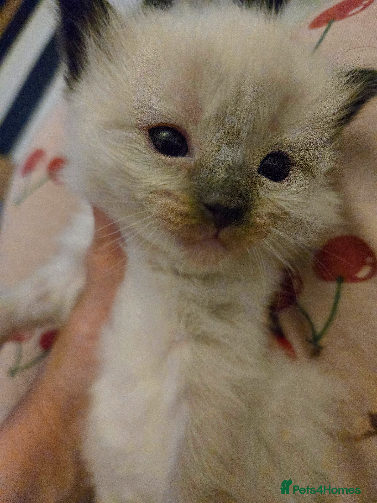 Ragdoll cats for sale: Stunning litter of Purebred Ragdoll kittens - Advert 37
