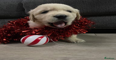 Golden Retriever dogs Perfectly Awesome Golden Retrievers  - Advert 3