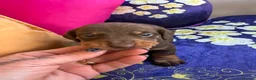 Miniature Dachshund dogs for sale: Dachshund miniature smooth hair pups - Advert 17