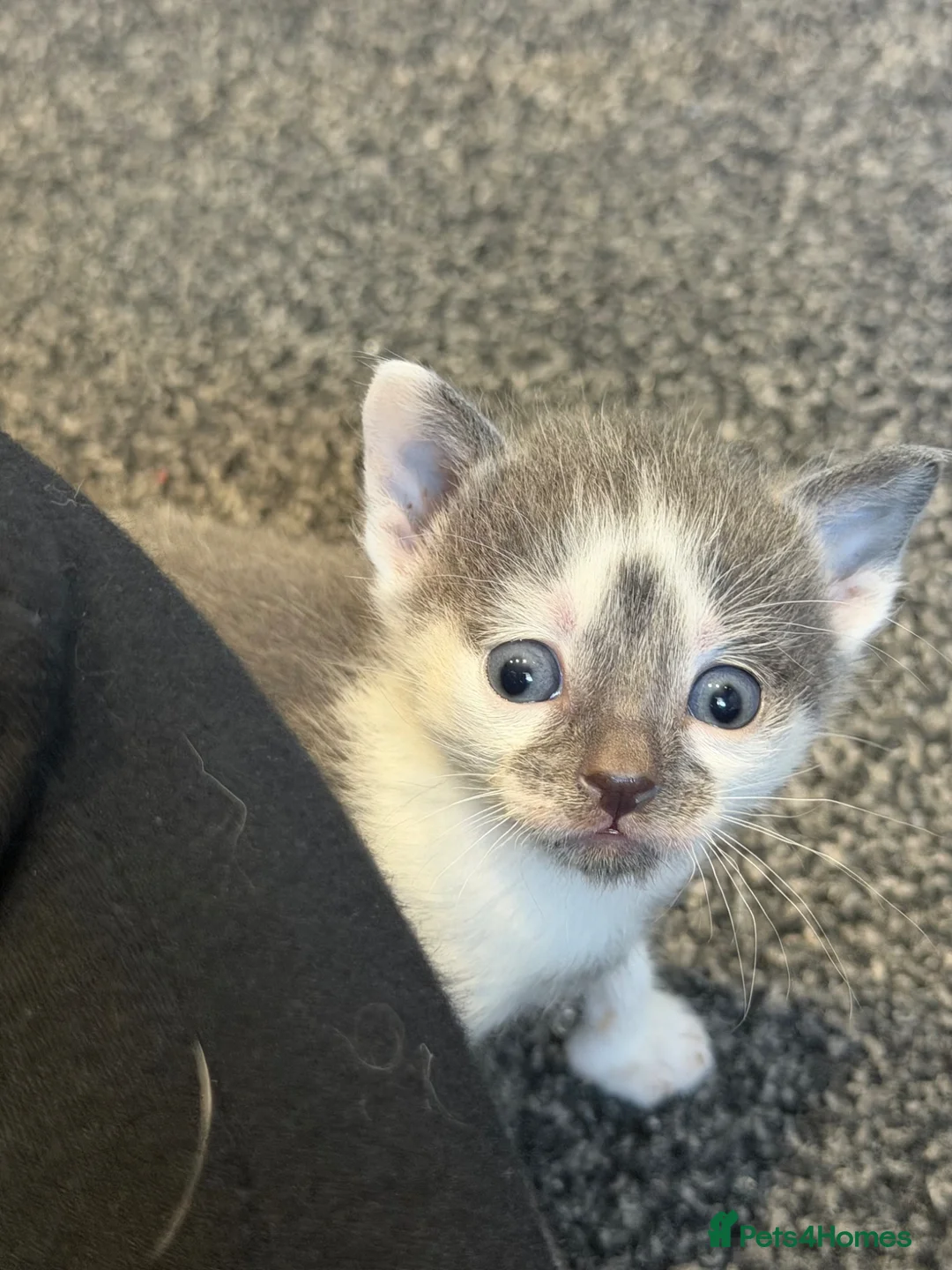 British Shorthair cats for sale: BSH cross Persian  - Advert 12