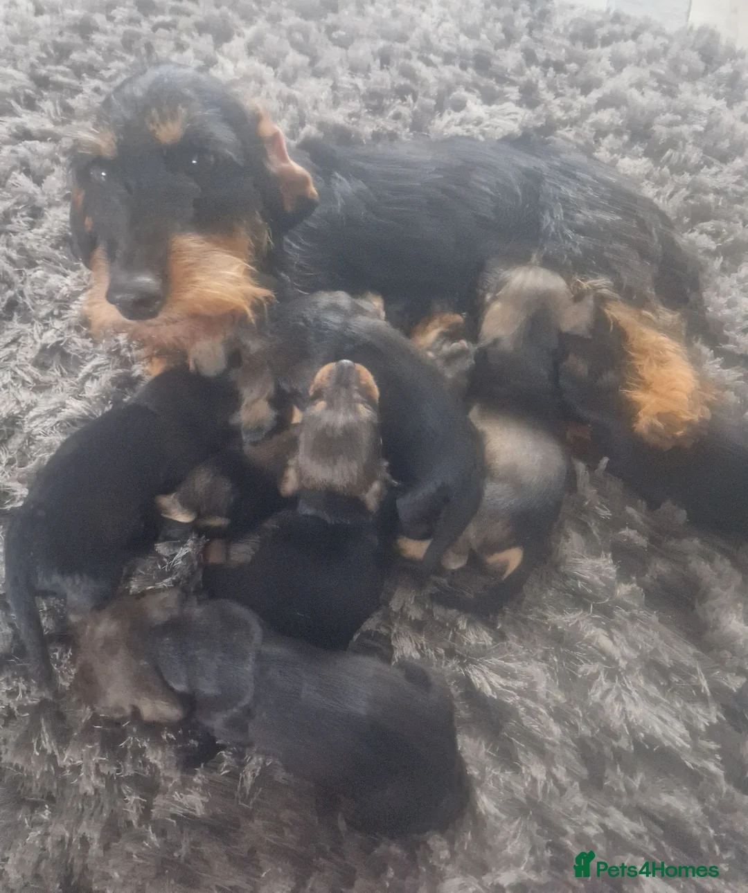 Dachshund dogs for sale: Wirehaired daschunds pups (teckle) - Advert 25