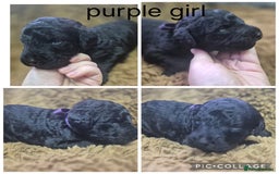 Labradoodle dogs for sale: Labradoodle muti gen f1bb - Image 11