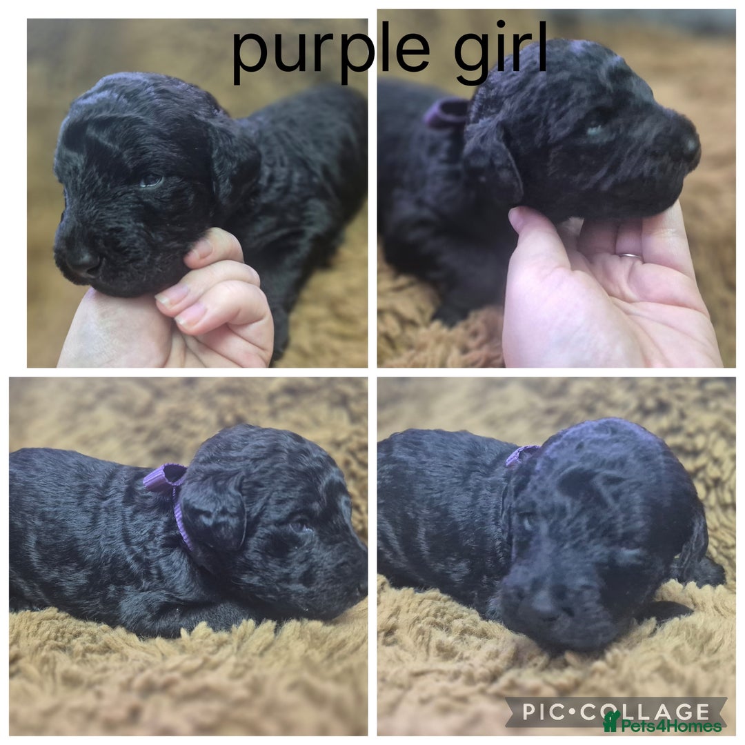 Labradoodle dogs for sale: Labradoodle muti gen f1bb - Image 11