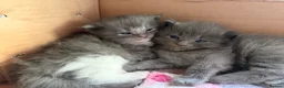 Ragcoon cats for sale: Stunning coloured Ragcoon litter  - Advert 11