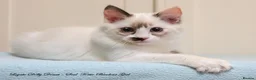 Ragdoll cats for sale: Quality GCCF Reg Ragdoll Kittens Ready Now - Advert 8