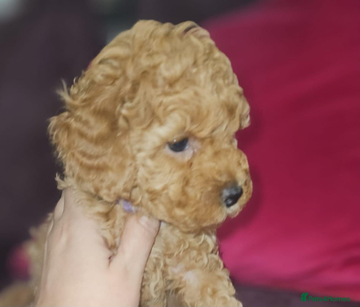 Toy Poodle dogs Licensed breeder kc reg Girl available  - Advert 1