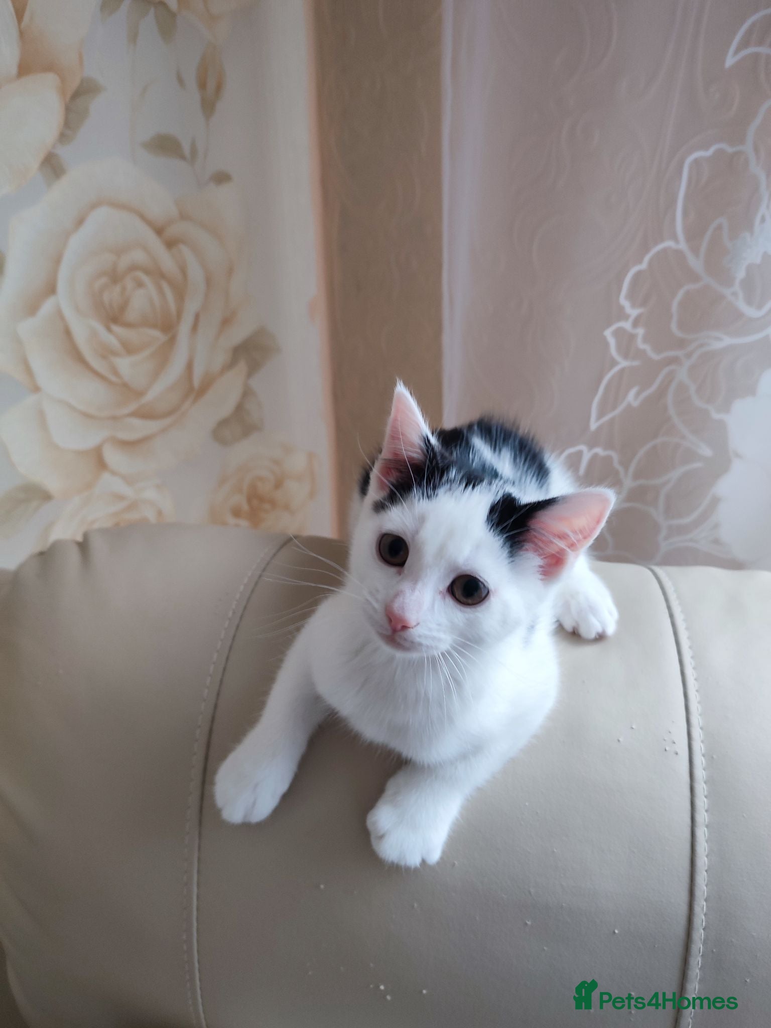 Mixed Breed cats 2 Kittens Ready for New Homes, 10 Weeks Old - Advert 17