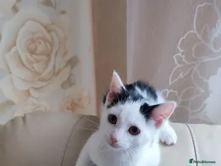 Mixed Breed cats 2 Kittens Ready for New Homes, 10 Weeks Old - Advert 17