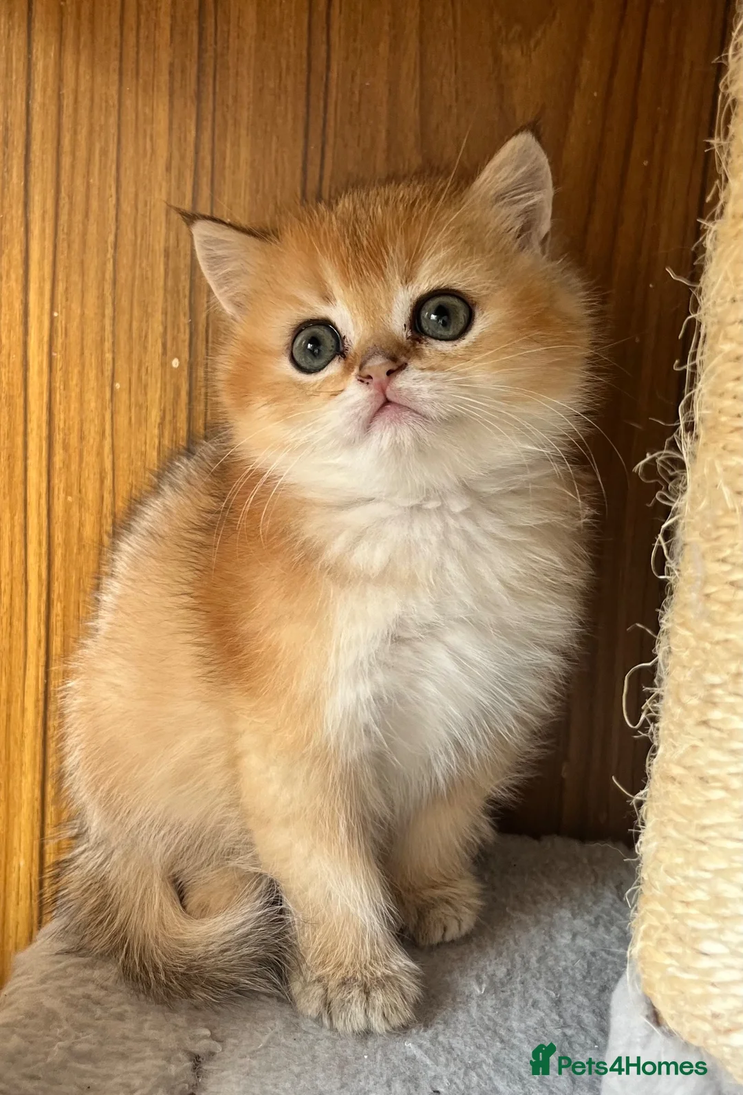 British Shorthair cats for sale: Black golden shaded GCCF registered  - Advert 1