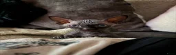 Sphynx cats for sale: 💙🩷 gorgeous sphynx baby’s 🩷💙 1 girl back up  - Advert 37