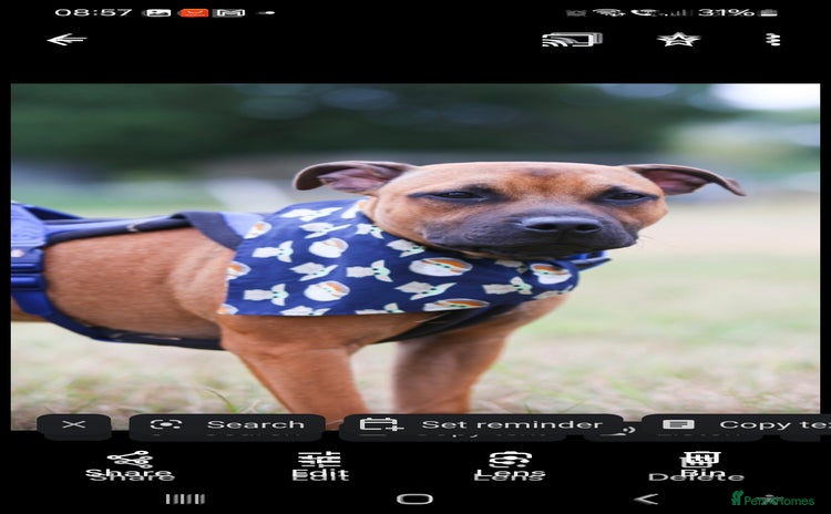Staffordshire Bull Terrier dogs - Advert 4
