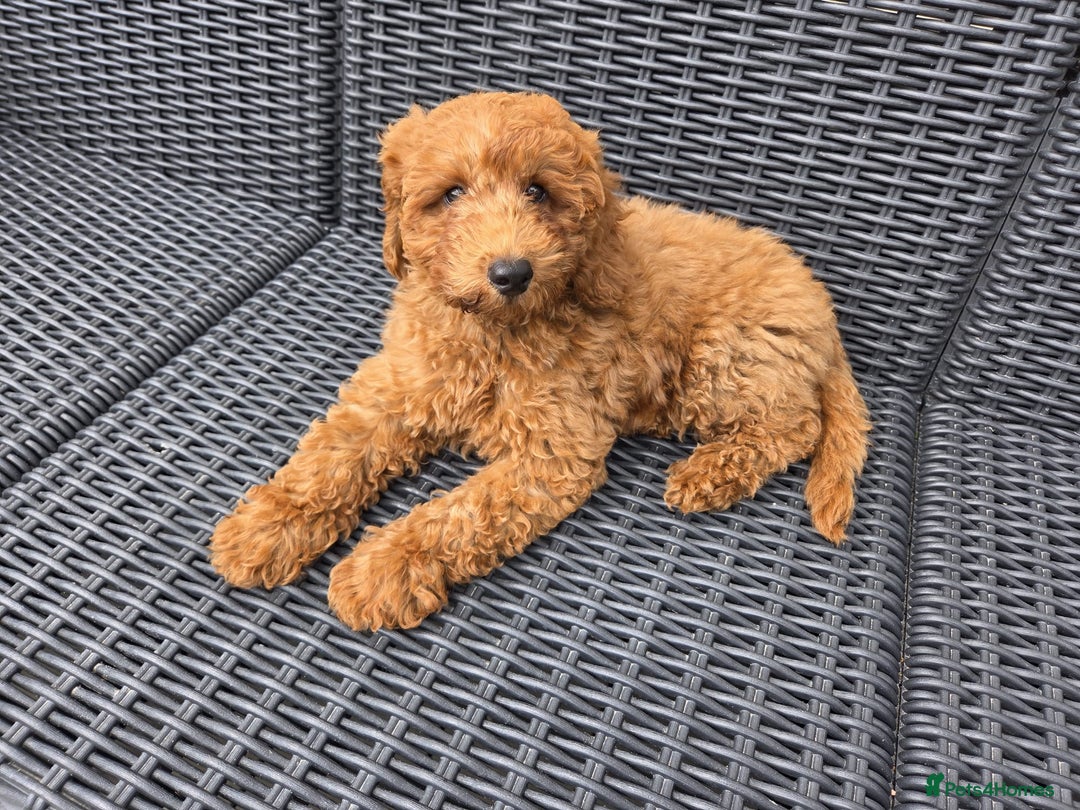Cockapoo dogs for sale: F1b fox red Fully vaccinated Male - Image 2