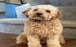 Cavapoo dogs for sale: F1B CAVAPOO PUPPIES  - Image 13