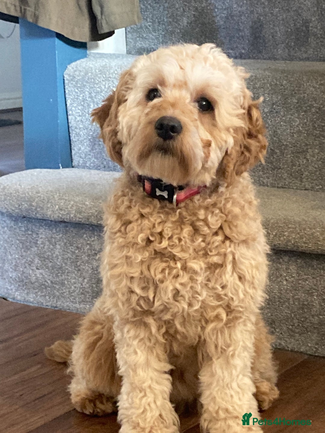 Cavapoo dogs for sale: F1B CAVAPOO PUPPIES  - Image 13