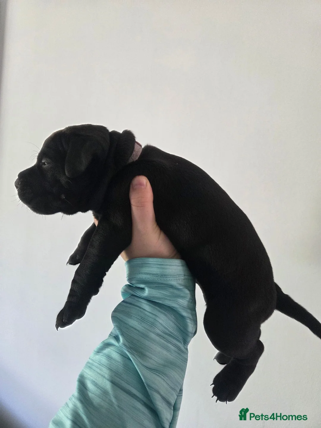 Patterdale Terrier dogs for sale: Patterdale Terrier Pups - Advert 15