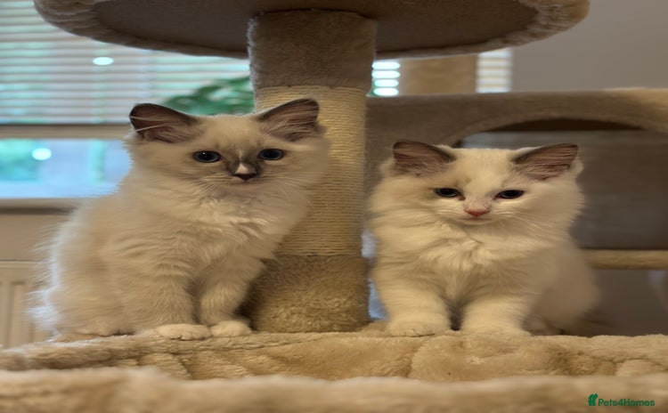 Ragdoll cats - Advert 6