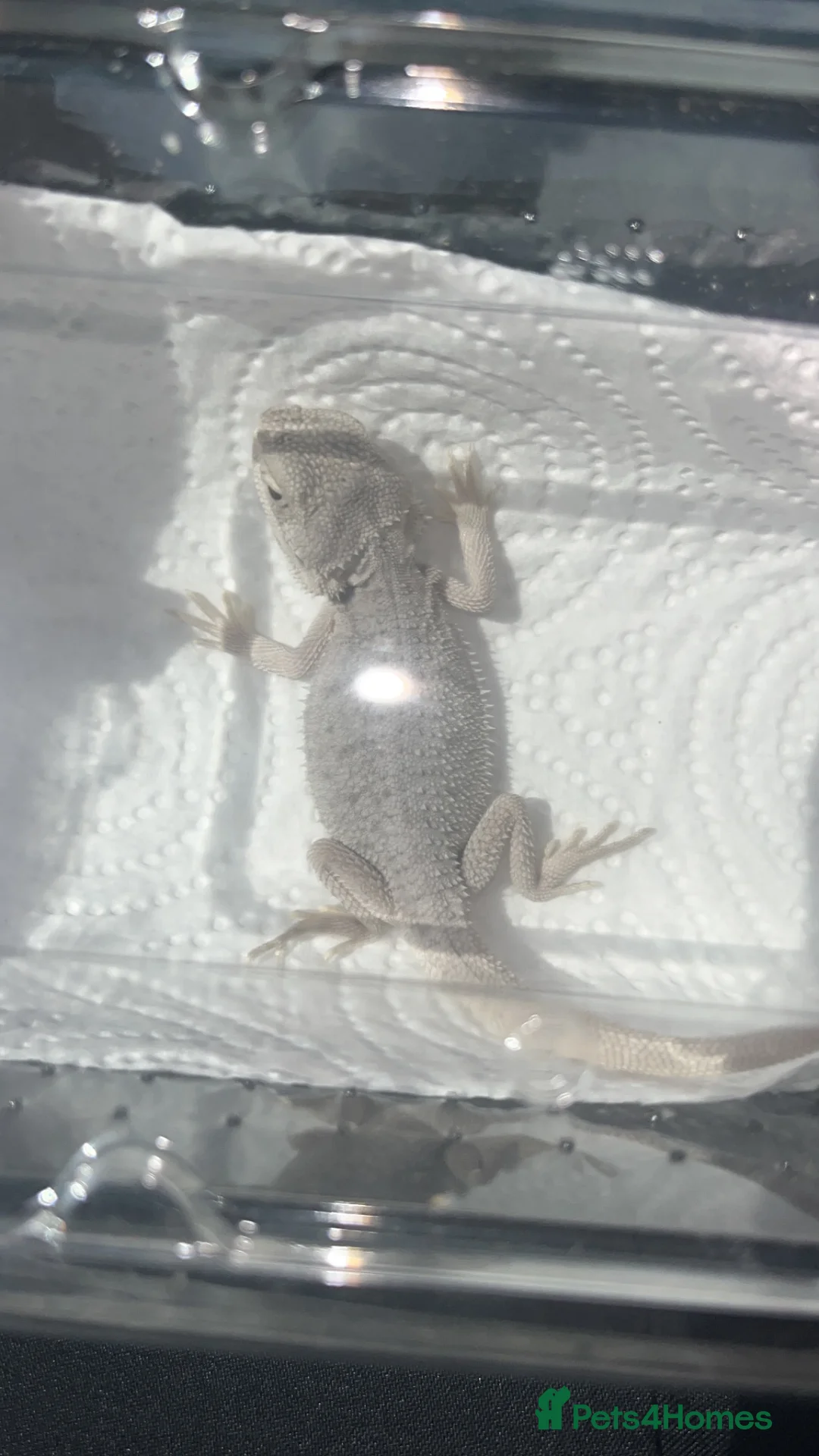 Bearded Dragon reptiles for sale: Snow White x zero bearded dragon  in Birkenhead - Advert 2