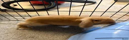 Mini Lop rabbits for sale: 2 x Male Mini Lops in Swansea - Advert 5