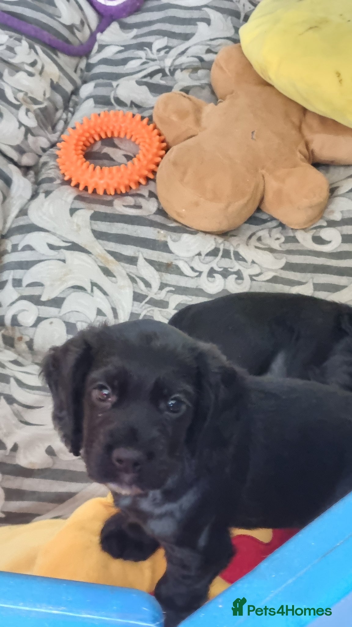 Cocker Spaniel dogs 3 boys left. Cocker Spaniel Puppies for Sale 🐾  - Advert 2