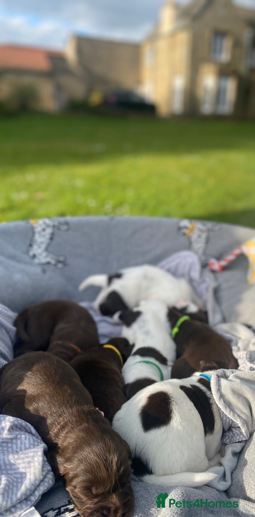 Springador dogs Beautiful Springador Puppies for Sale 🐾 - Advert 2