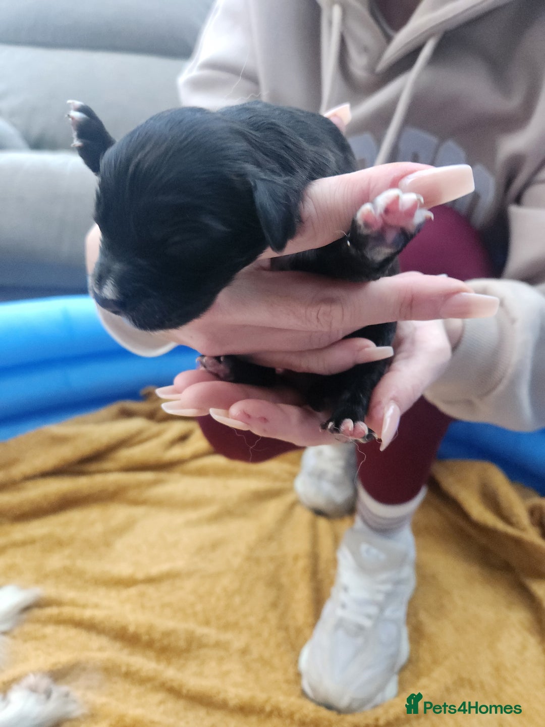 Mixed Breed dogs for sale: ​Beautiful Golden Retriever x Spaniel Pups - Advert 13