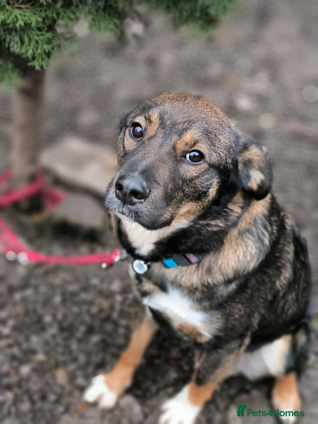 Mixed Breed dogs for adoption: 💙🐶 KOKOS 🐶💙 - Advert 18