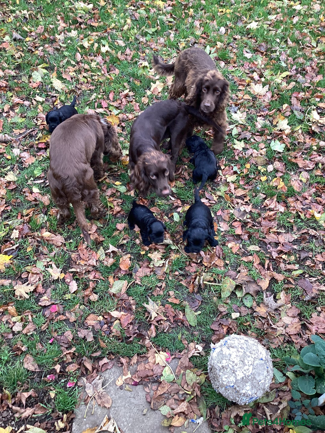 Cocker Spaniel dogs for sale: 2 bitches left - Advert 1