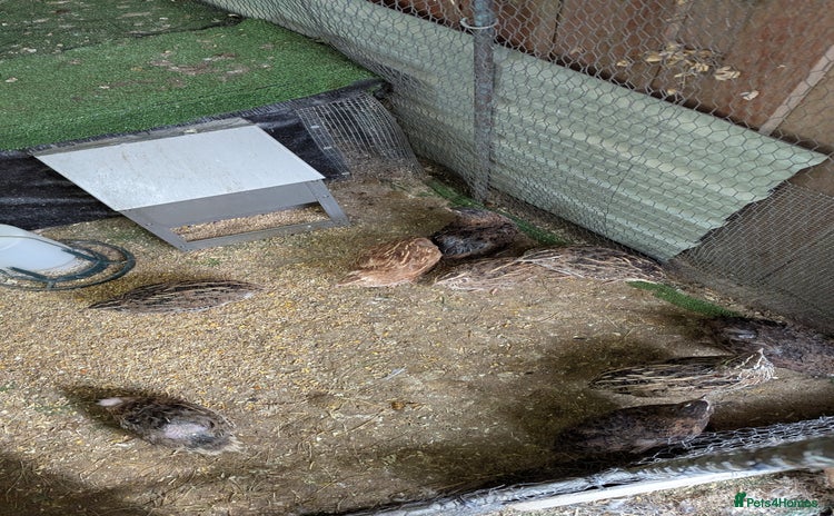 Quail poultry - Advert 2