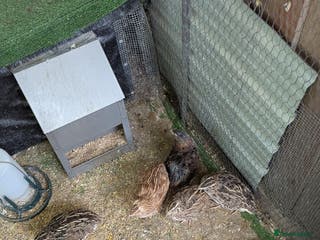 Quail poultry Young Quail - Advert 2