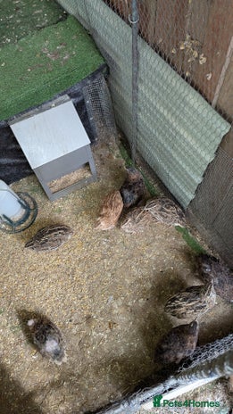 Quail poultry - Advert 2