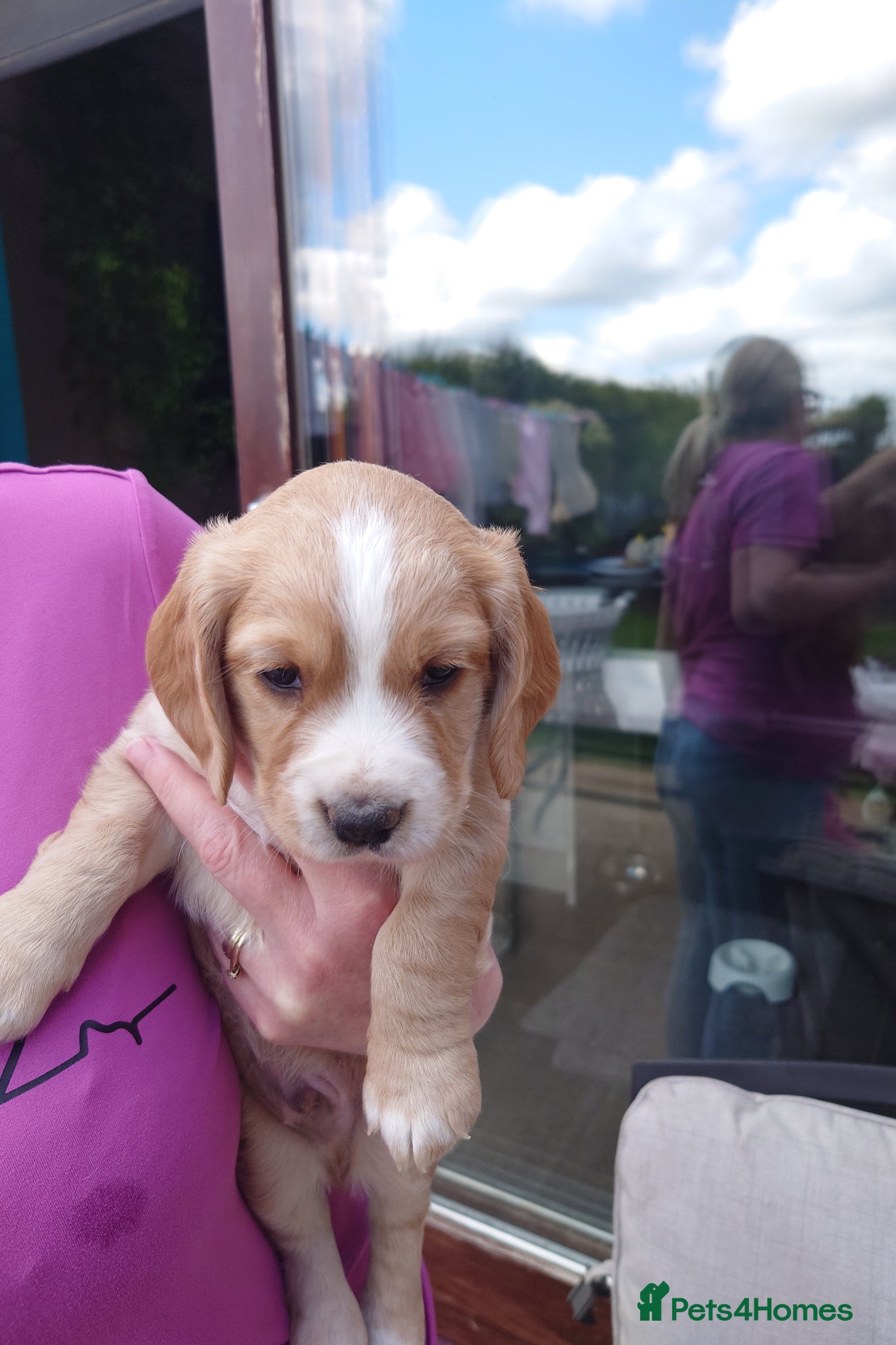 Cocker Spaniel dogs KC Registered Cocker Spaniel Puppies - Advert 2