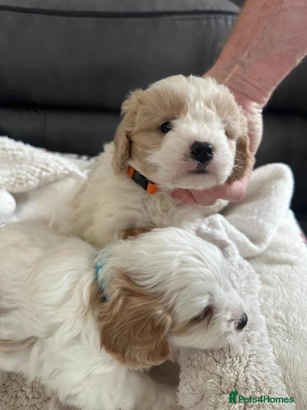 Cavapoo dogs for sale: Cavapoo puppies - Advert 7
