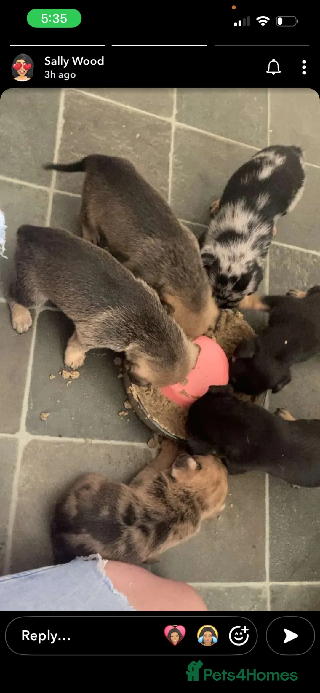 Mixed Breed dogs for sale: ❤️ £600 ONO German bulls/French shepherd ❤️ - Advert 1